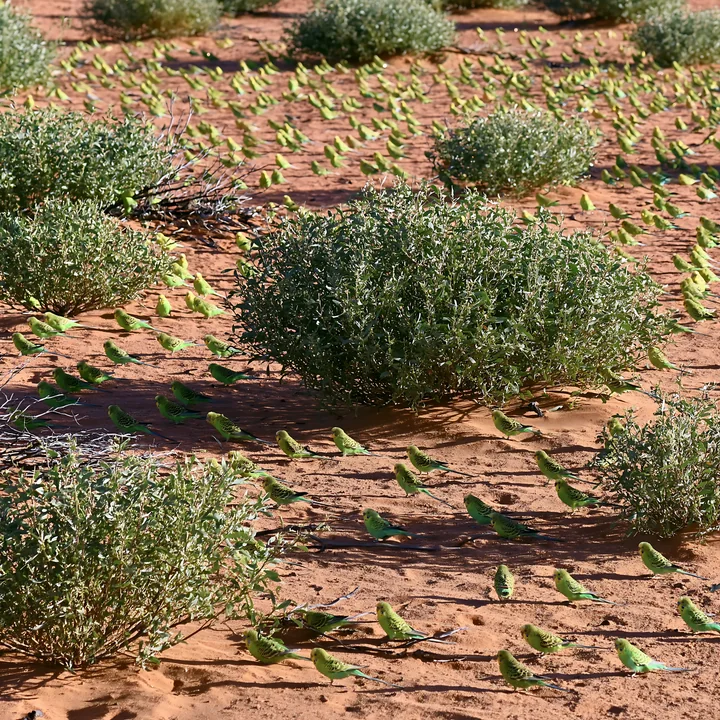 A flock of budgerigars gather around bushes in a desert landscape.