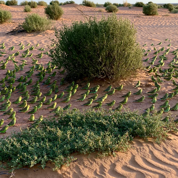 A flock of budgerigars gathers around bushy plants in a sandy desert landscape.