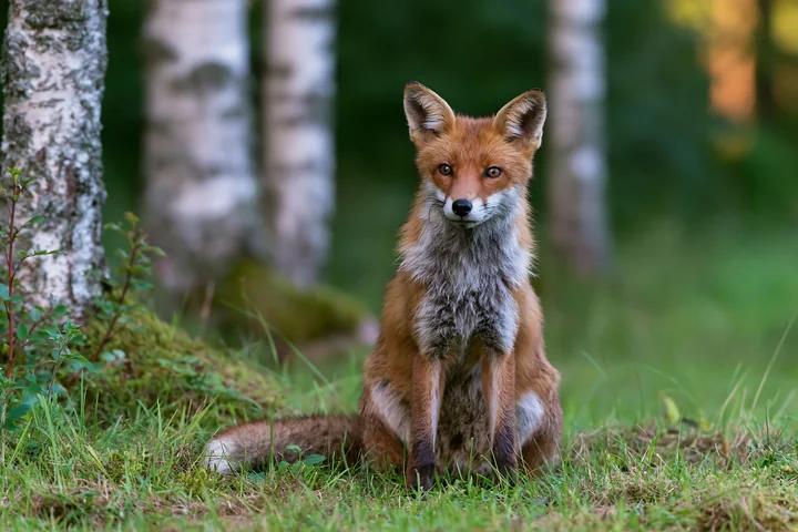 A fox is sitting quietly in a shaded meadow in woodland clearing surrounded by green grass and birch trees.