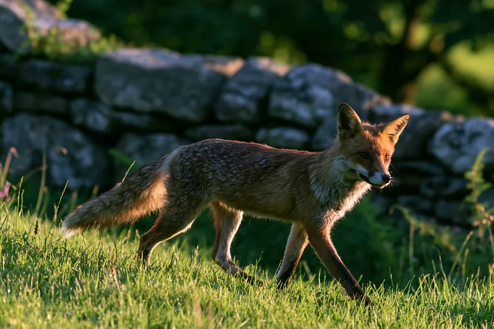 A fox is walking across a lush green meadow, carrying a small prey in its mouth.