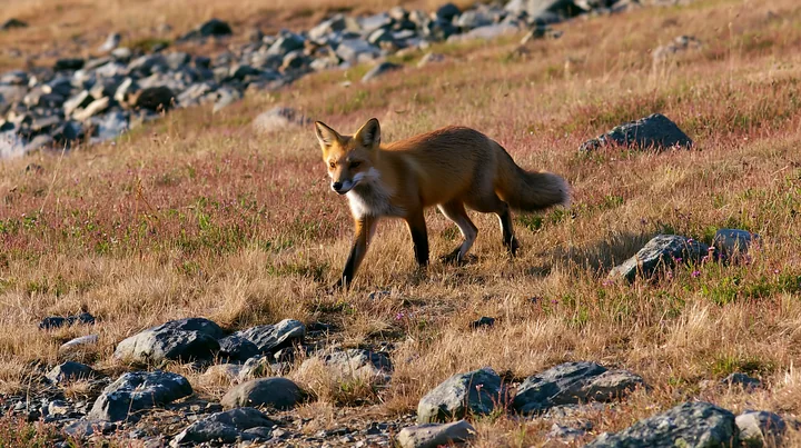 A fox moves through a meadow, navigating rocky terrain and sparse grass.