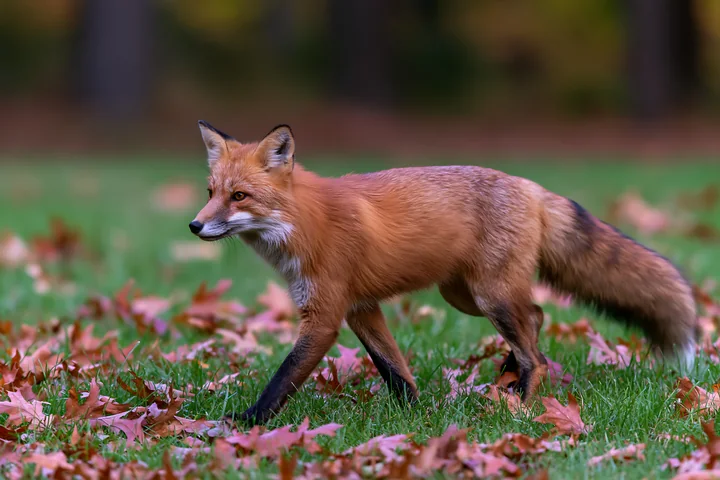 A fox walks through fallen leaves in a green meadow during autumn.