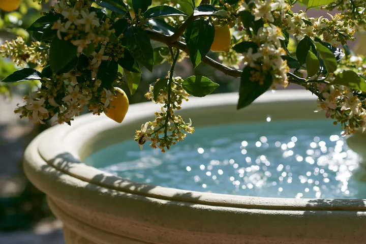 A garden features phlox flowers in various colors surrounding a decorative stone fountain.