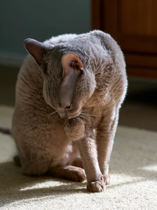 A German Rex cat is grooming itself in a cozy indoor space with soft lighting.