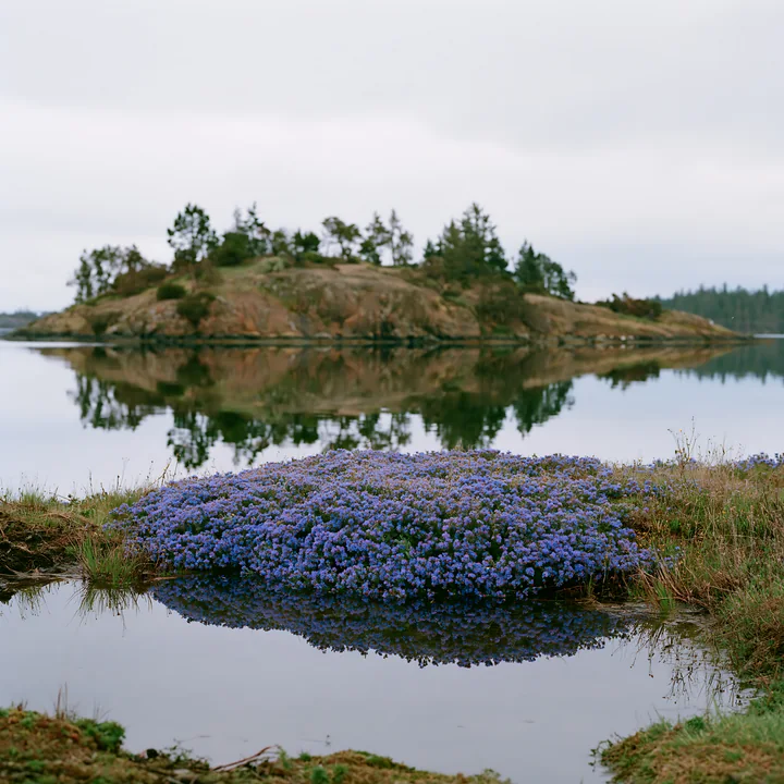 A green island with clusters of purple flowers sits in a quiet bay with clear water.