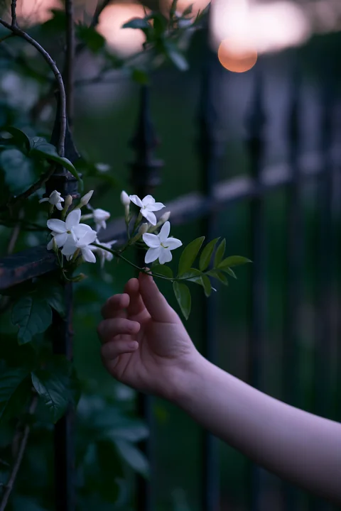 A hand reaches out to touch jasmine flowers at dusk, set against a dark fence in a garden.