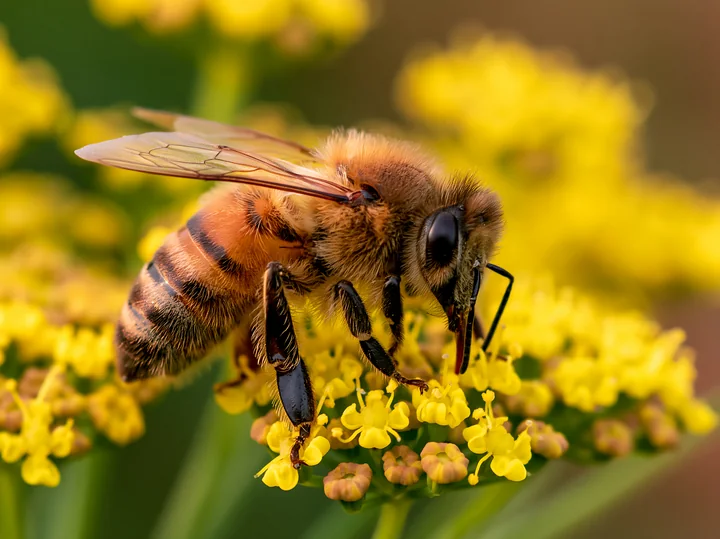 A honey bee closeup with visible hairs collects nectar from small yellow flowers in a garden setting during daylight.