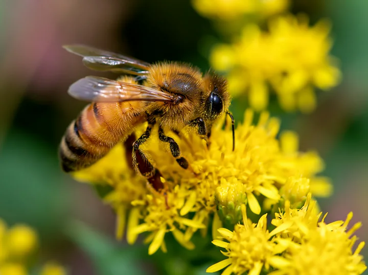A honey bee collects nectar from bright yellow flowers during daylight.