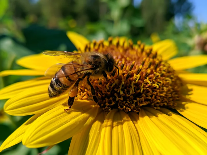 A honey bee crawling on a petal of a sunflower during midday.
