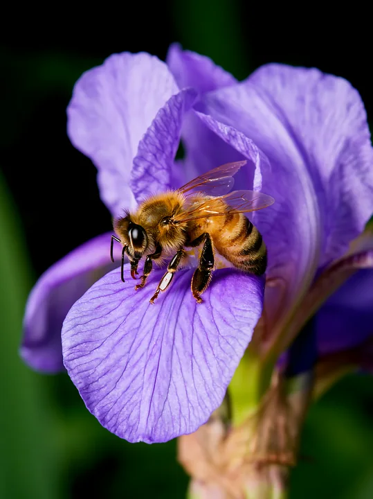 A honey bee crawling on petal of a purple iris flower in a natural setting.