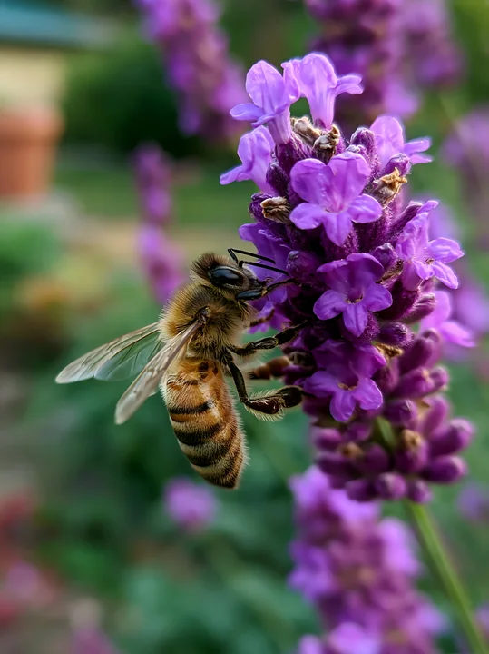 A honey bee gathers nectar from a cluster of purple lavender flowers in a garden setting.