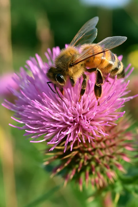 A honey bee is collecting nectar from a purple thistle flower on a sunny day.
