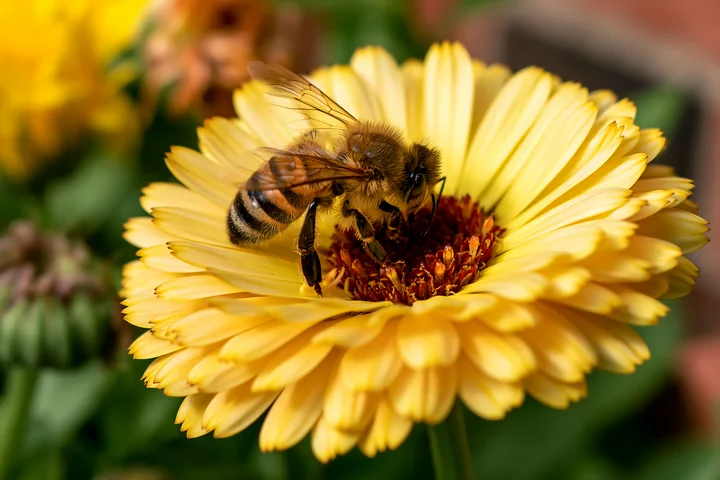 A honey bee is searching flower center for nectar on a yellow bloom in a garden.