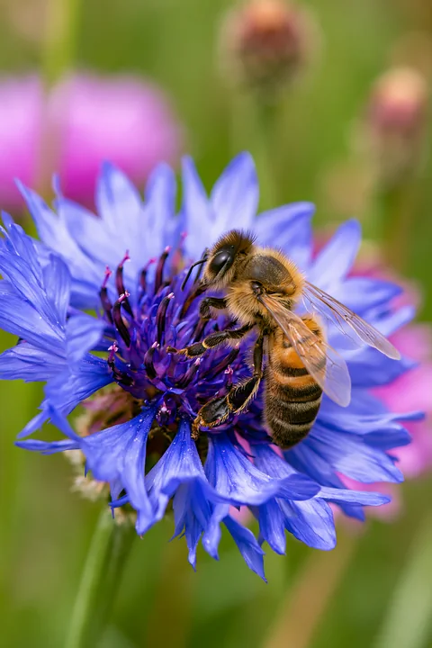 A honey bee perched motionless on a blue flower during daylight.