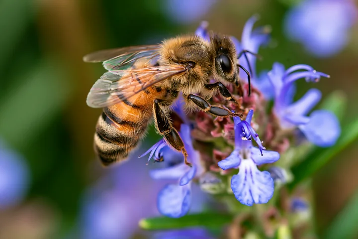 A honey bee perched on a green stem, collecting nectar from small purple flowers in a garden setting.