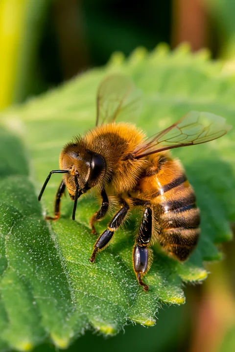 A honey bee resting on a green leaf showcases its delicate features and activity.