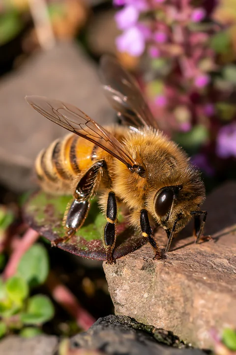 A honey bee resting on a leaf among small stones and green plants.