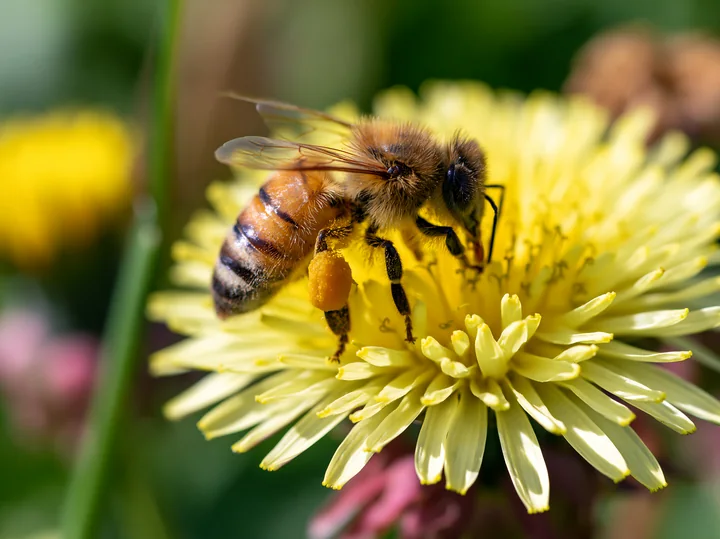 A honey bee with full pollen sacs collects nectar from a bright yellow flower in a garden.