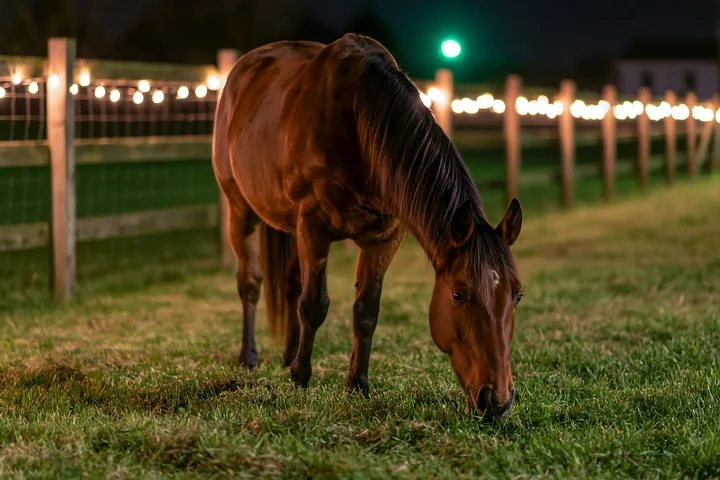 A horse grazes on grass near a stable while lights illuminate the surroundings.