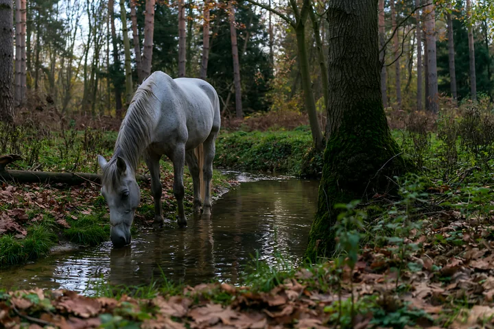 A horse is standing by a stream, drinking water while surrounded by autumn trees in a forest.