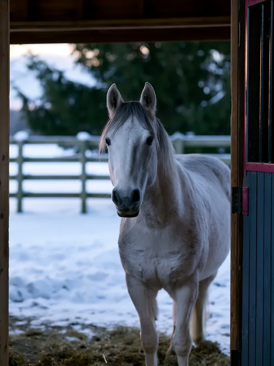 A horse looking through stable door stands in a snowy landscape.