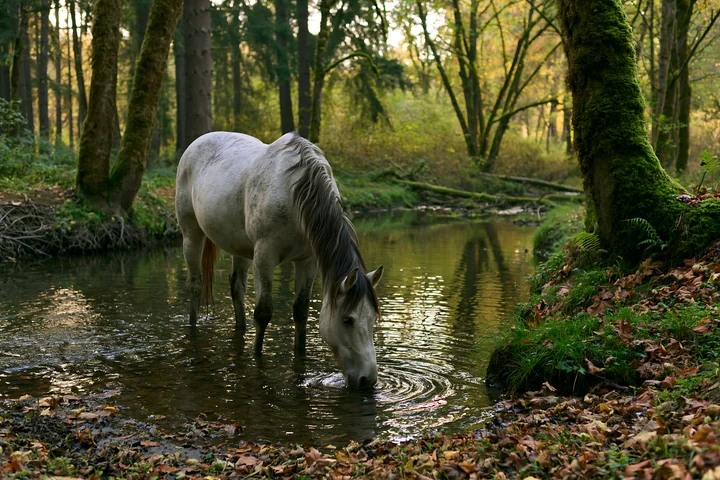 A horse stands in a calm stream surrounded by autumn trees, taking a drink of water.