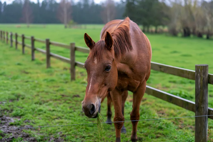 A horse stands in a paddock during rain, surrounded by green grass and a wooden fence.