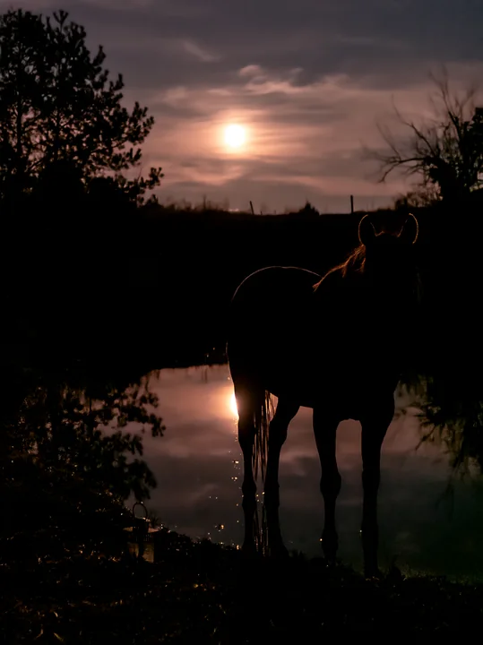 A horse stands silhouetted against a full moon, with its reflection visible in the calm water of a pond.