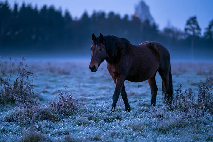 A horse walks through a moonlit meadow surrounded by tall grass and fog.