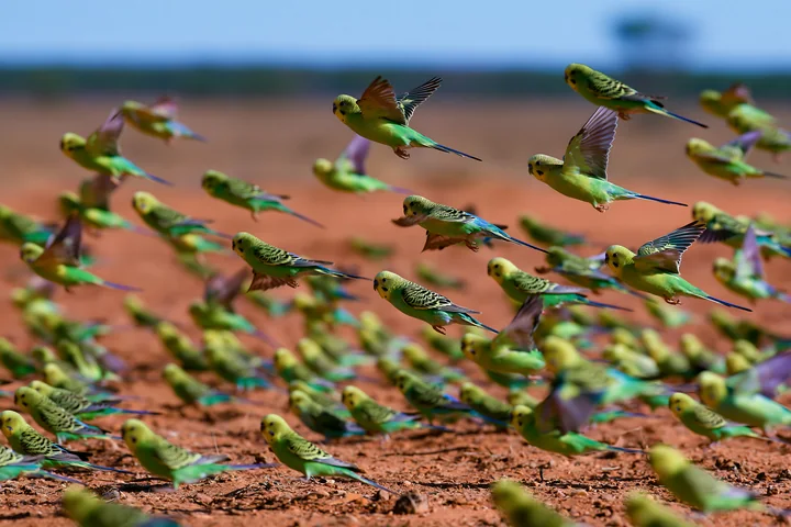 A large flock of budgerigars flies over a dry desert landscape with red soil and sparse vegetation.