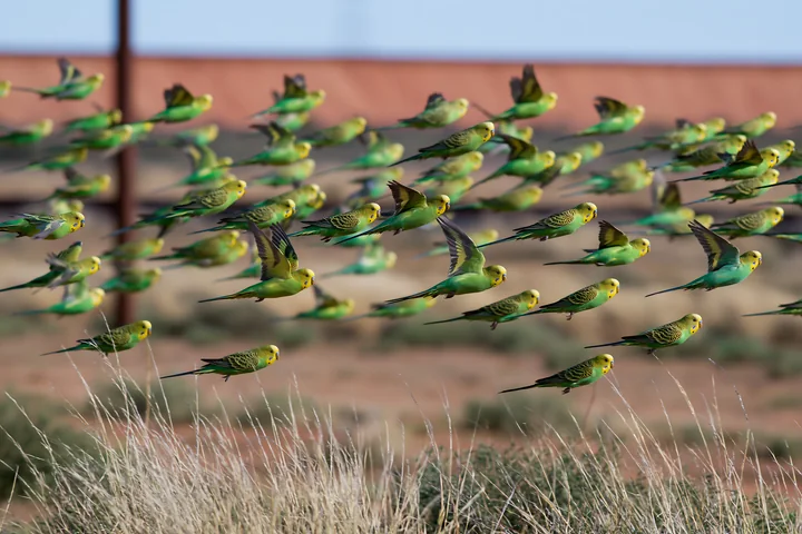 A large flock of budgerigars flies over a dry desert landscape with sparse vegetation and clear skies.