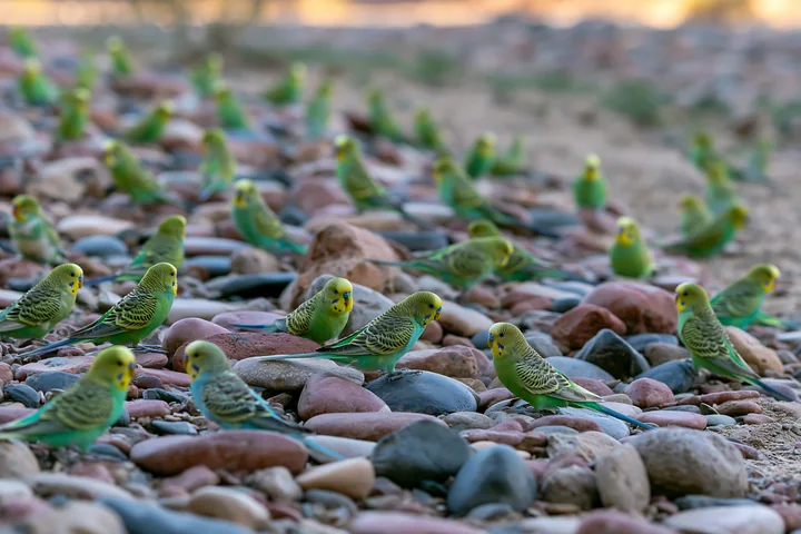 A large group of budgerigars is foraging on the rocky surface in a desert landscape.