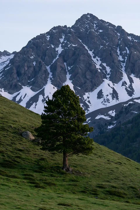 A lone tree stands on a grassy slope with a high mountain ridge in the background.