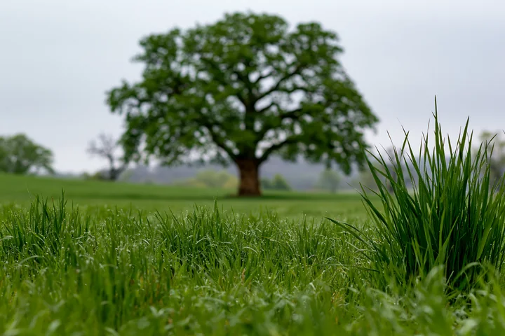 A lone tree stands tall in a green meadow with fresh grass in the foreground.