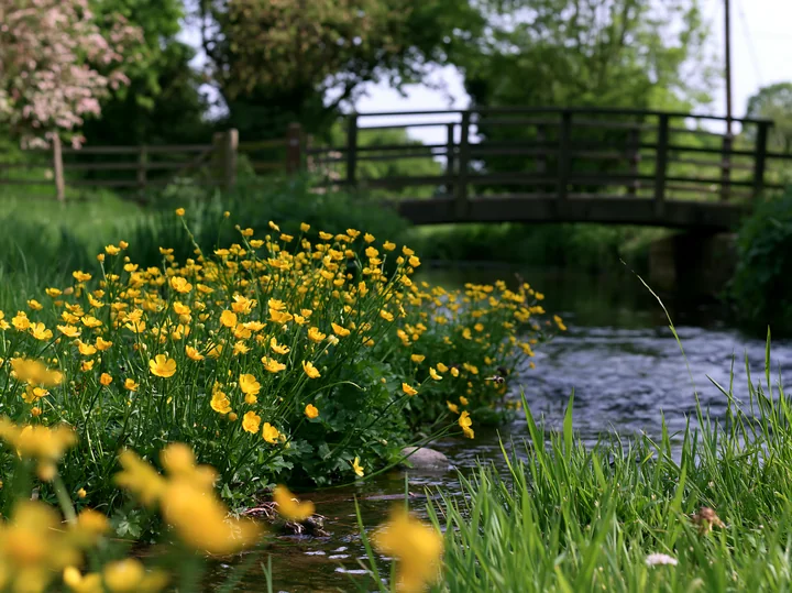 A lush patch of yellow buttercups grows along the bank of a small stream, with a wooden bridge in the background surrounded by greenery and trees under a clear
