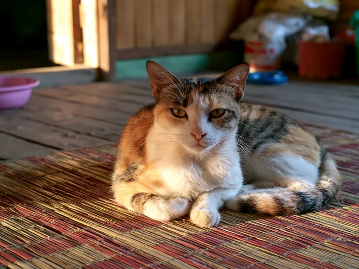 A Mandalay cat portrait shows a calm cat resting on a woven mat inside a home.