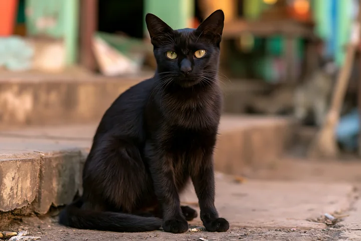 A Mandalay cat sits on steps in an outdoor setting.