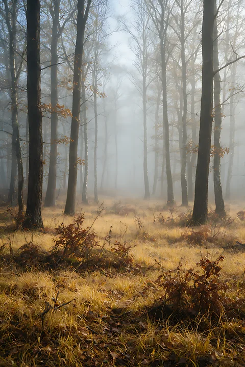 A meadow in a woodland clearing features tall trees surrounded by mist.