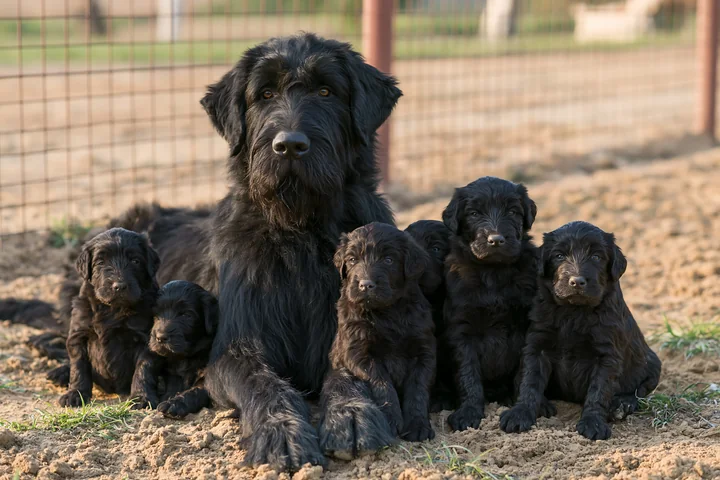 A mother dog lies on the ground surrounded by her puppies in a fenced area.
