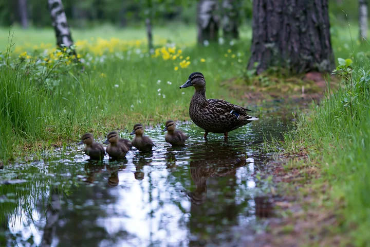 A mother duck leads her ducklings through a shallow stream in a woodland clearing.