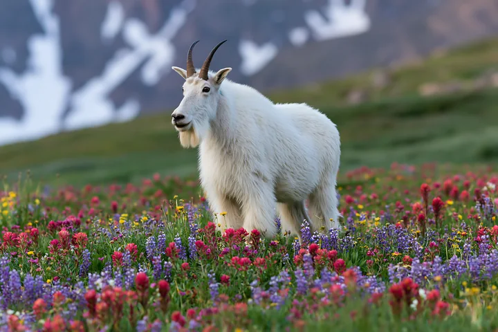 A mountain goat stands in a wildflower meadow below rocky peaks, surrounded by vibrant flowers.