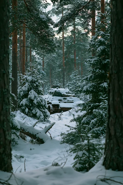 A panzer tank in winter snow is partially visible among tall trees.