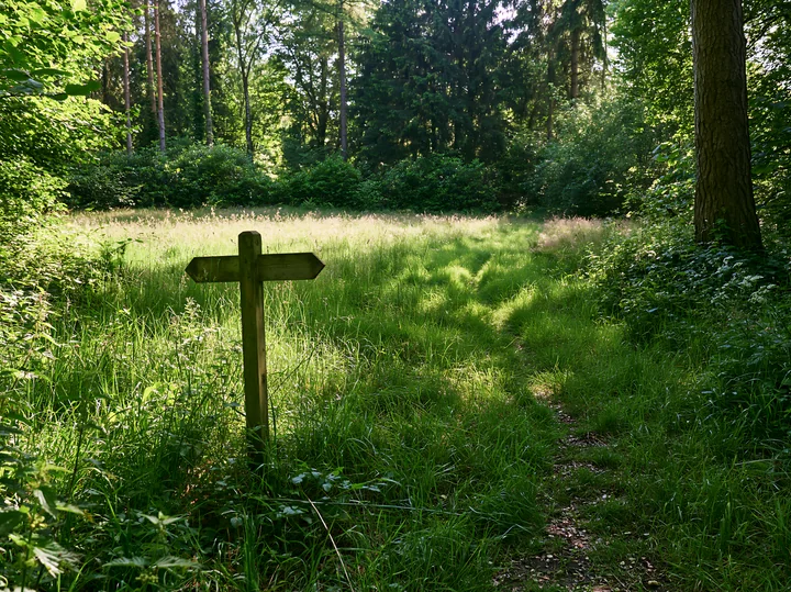 A pathway leads through a shaded meadow in woodland clearing.