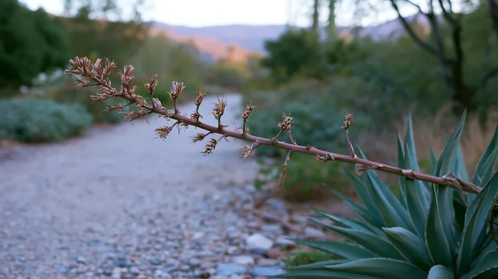 A pathway runs through a natural area featuring plants and rocks.