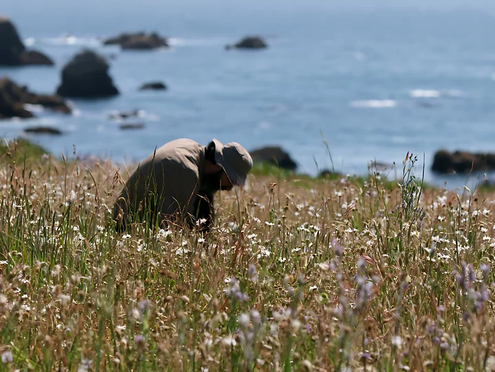A person crouches in a meadow gathering flowers while overlooking the rocky shoreline and ocean.