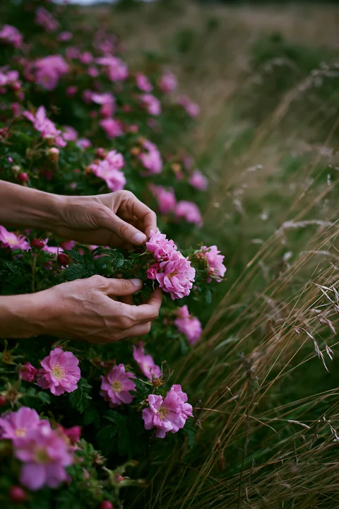 A person picks pink flowers from a bush at a farmers market.