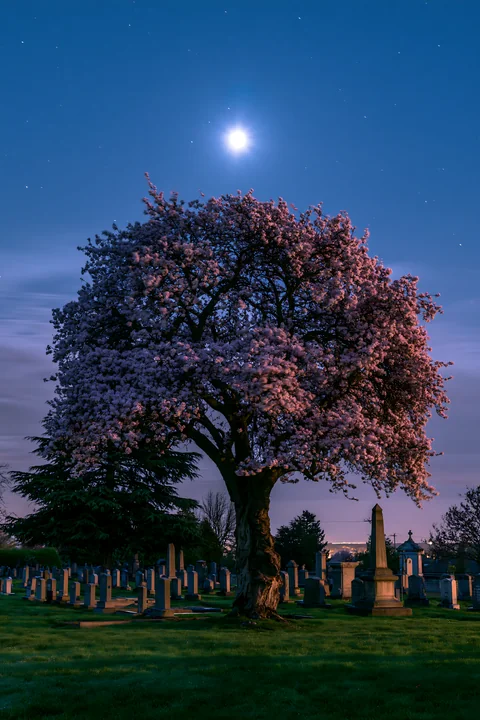 A quiet war cemetery with stars and moon above.