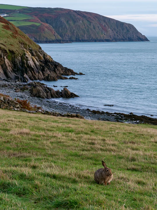A rabbit grazes on grass in a coastal meadow with rocky cliffs in the background.
