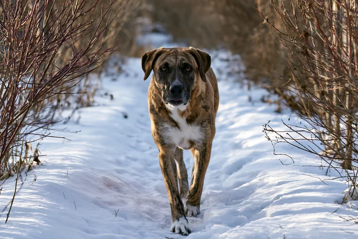 A rare dog breed brindle coat walks along a snowy trail surrounded by bare shrubs.