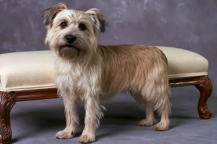 A rare dog breed in studio portrait shows a light brown dog with long fur standing confidently on a vintage sofa.